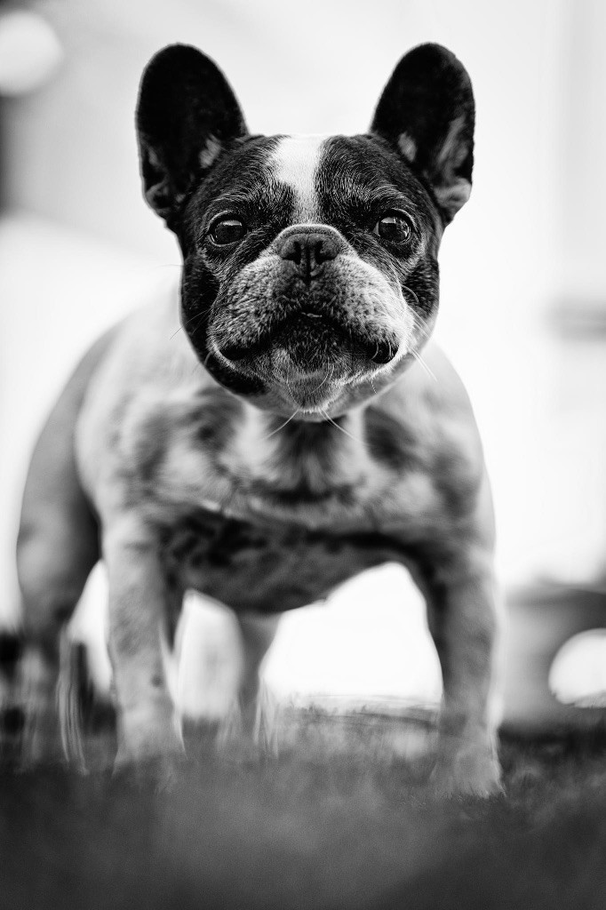 CH. I'am lily rose de la vallée de la Maine