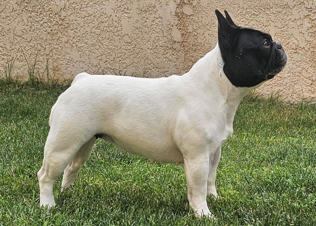 Suzon des jardins d'Antigone