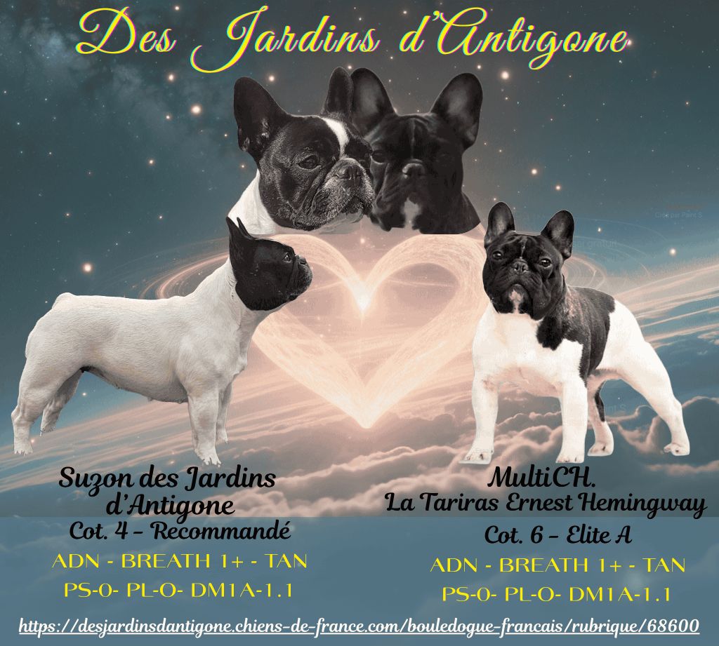 des jardins d'Antigone - NAISSANCES DE 03 PRINCESSES CAILLES