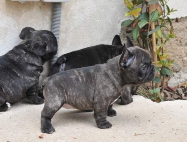 CHIOTS FILOMENE & BURBERRY