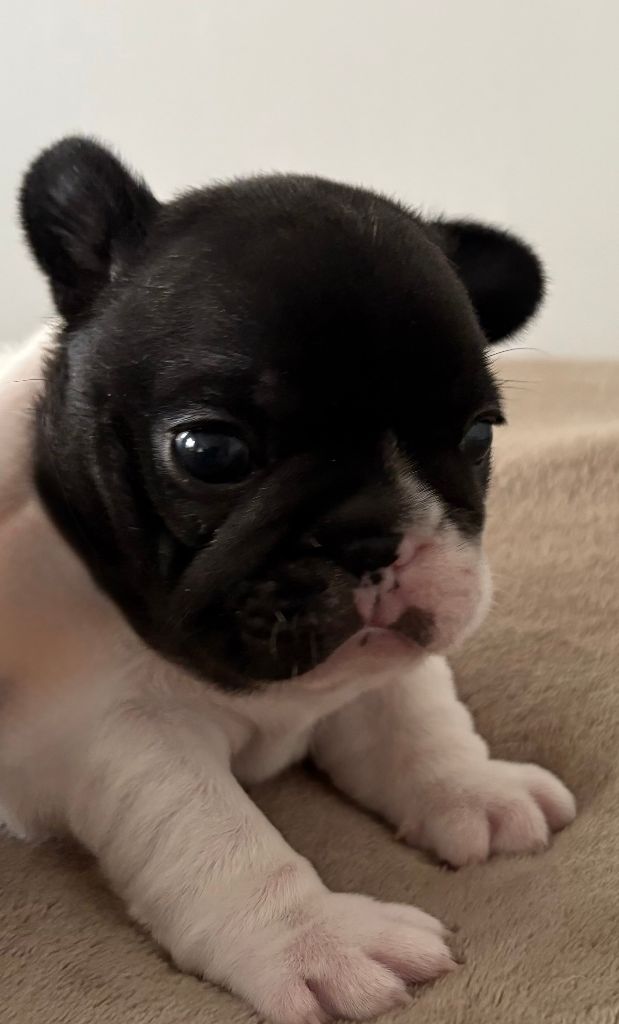 des jardins d'Antigone - Chiots disponibles - Bouledogue français