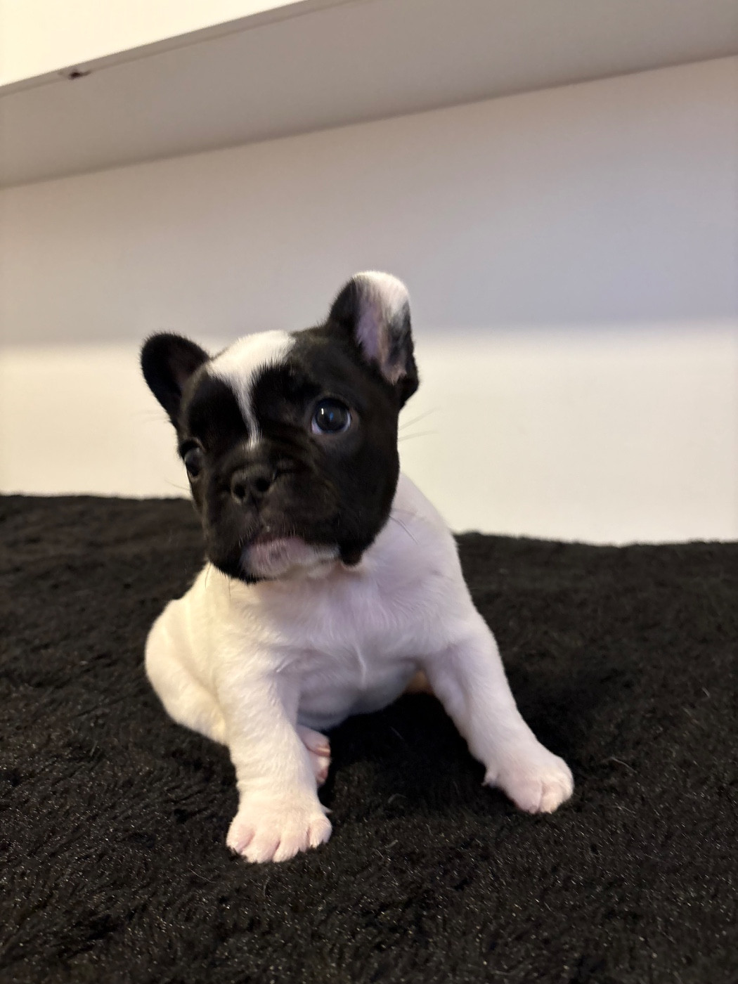 des jardins d'Antigone - Chiots disponibles - Bouledogue français