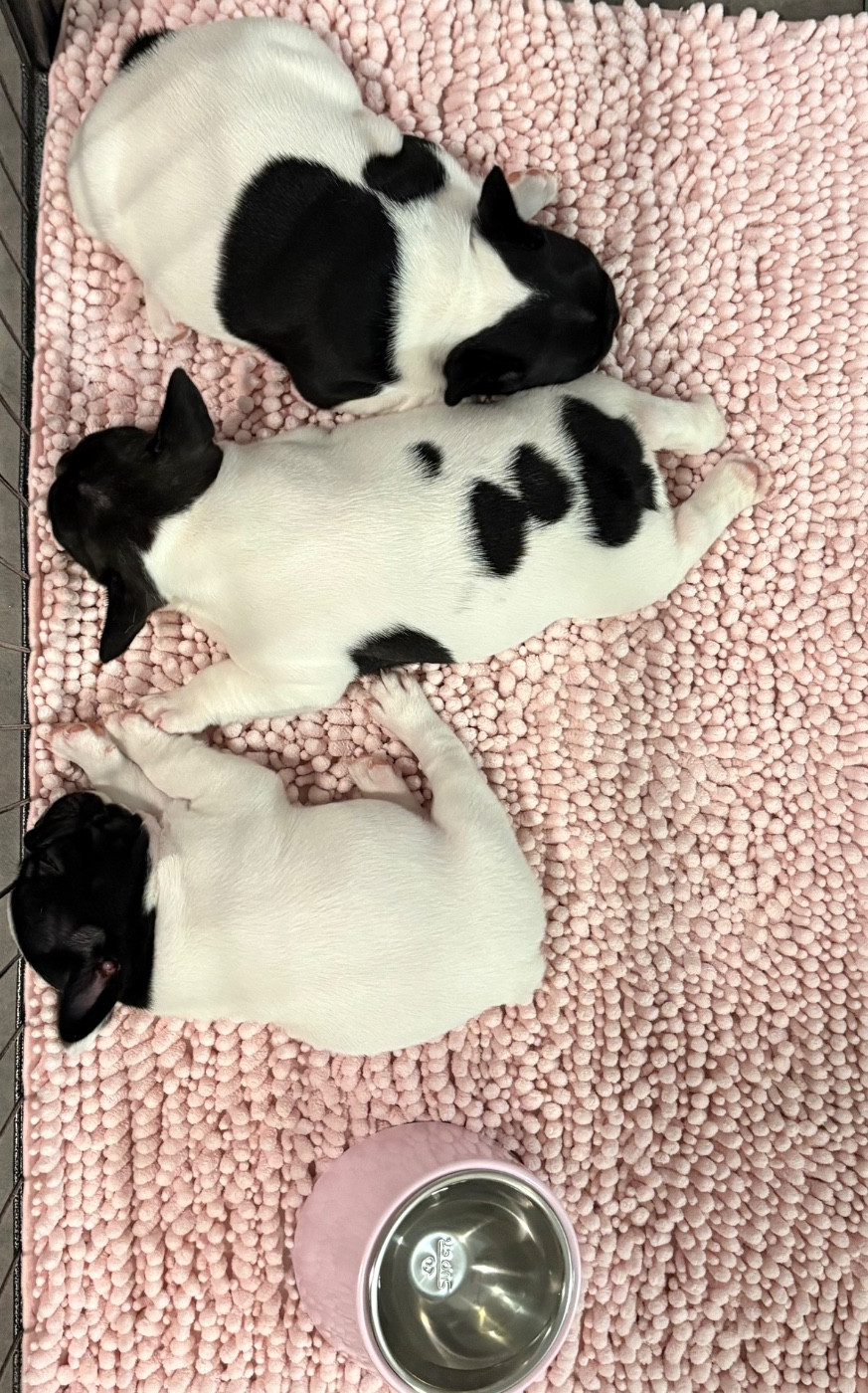 des jardins d'Antigone - Bouledogue français - Portée née le 25/09/2025