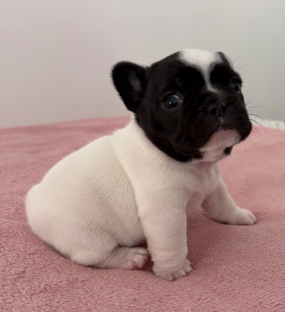 des jardins d'Antigone - Chiots disponibles - Bouledogue français