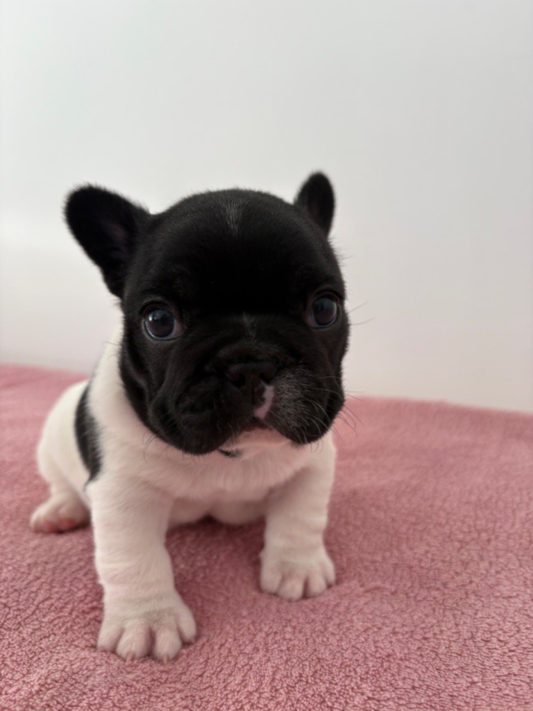 des jardins d'Antigone - Chiots disponibles - Bouledogue français