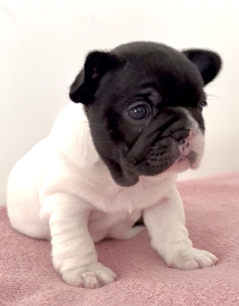 des jardins d'Antigone - Chiots disponibles - Bouledogue français