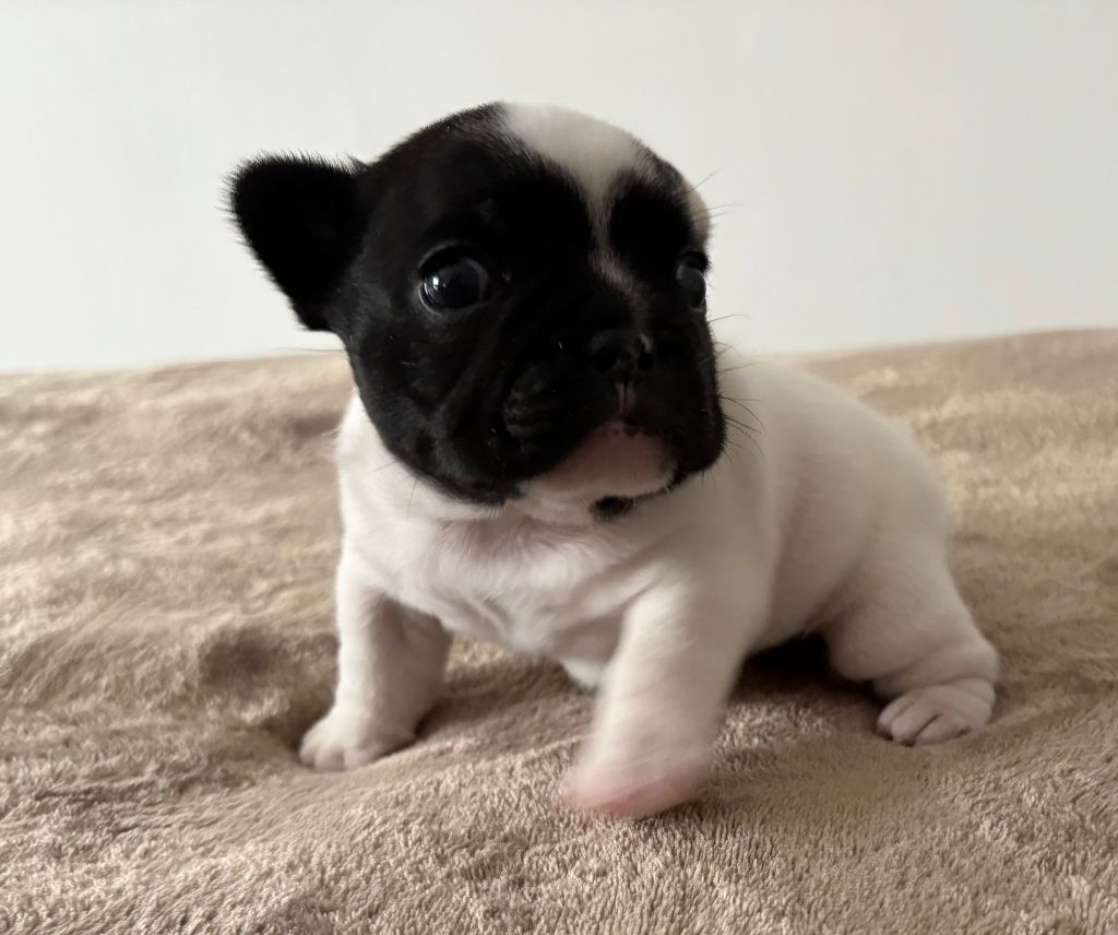 des jardins d'Antigone - Chiots disponibles - Bouledogue français