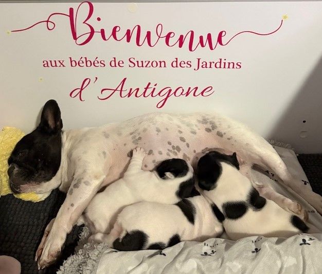 Chiot Bouledogue français des jardins d'Antigone