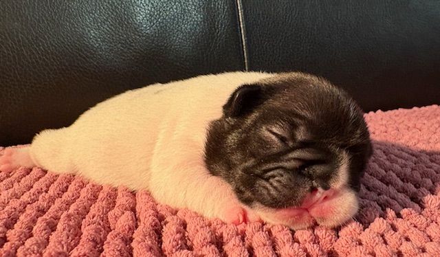 des jardins d'Antigone - Chiots disponibles - Bouledogue français