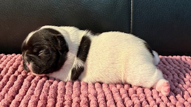des jardins d'Antigone - Chiots disponibles - Bouledogue français